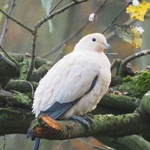 Pied imperial pigeon (Ducula bicolor), 2021-11-23