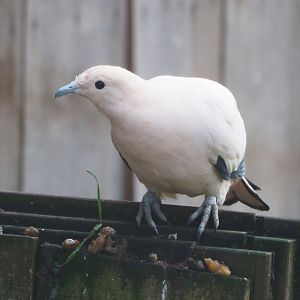 Pied imperial pigeon (Ducula bicolor), 2021-11-23