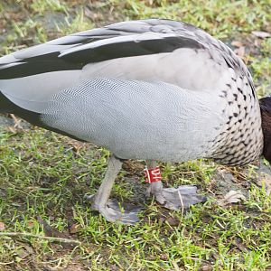 Australian wood duck drake (Chenonetta jubata), 2021-11-23