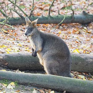 Swamp wallaby (Wallabia bicolor), 2021-11-23