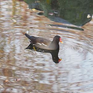 Wild Eurasian common moorhen (Gallinula chloropus chloropus), 2021-11-23