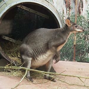 Dusky pademelon (Thylogale brunii), 2021-11-23