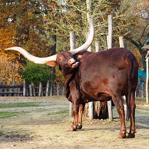 Ankole-Watusi cattle (Bos taurus indicus x B. t. taurus), 2021-11-23