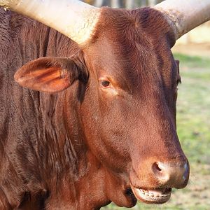 Ankole-Watusi cattle (Bos taurus indicus x B. t. taurus), 2021-11-23