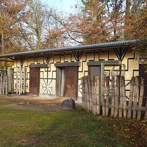 Ankole-Watusi cattle and Somali sheep barn, 2021-11-23