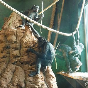 Bonobos (Pan paniscus), 2021-11-23