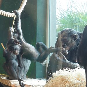 Bonobos (Pan paniscus), 2021-11-23