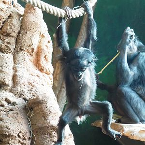 Juvenile Bonobo (Pan paniscus), 2021-11-23