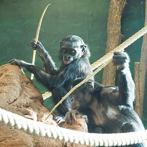 Bonobos (Pan paniscus) "fishing" food from fake termite mound, 2021-11-23