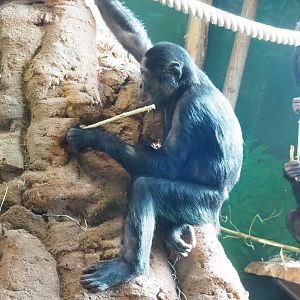 Bonobo (Pan paniscus) "fishing" food from fake termite mound, 2021-11-23