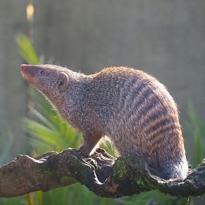 Banded mongoose (Mungos mungo), 2021-11-23