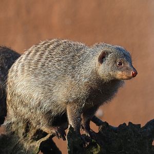 Banded mongoose (Mungos mungo), 2021-11-23