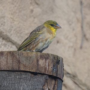 Female Village weaver (Ploceus cucullatus), 2021-11-23