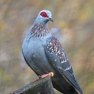 Speckled pigeon (Columba guinea), 2021-11-23