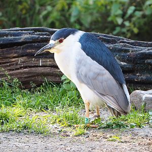 Black-crowned night heron (Nycticorax nycticorax nycticorax), 2021-11-23
