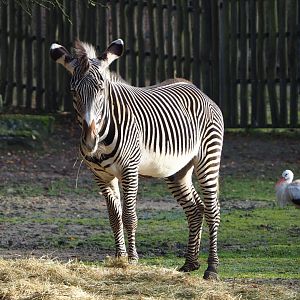 Grévy's zebra (Equus grevyi), 2021-11-23