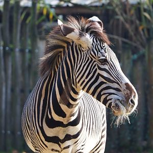 Grévy's zebra (Equus grevyi), 2021-11-23
