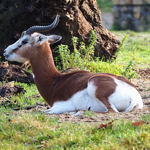 Mhorr gazelle (Nanger dama mhorr), 2021-11-23