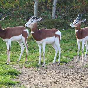 Mhorr gazelles (Nanger dama mhorr), 2021-11-23