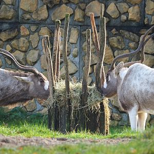 Addaxes (Addax nasomaculatus), 2021-11-23