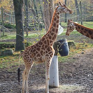 Kordofan giraffe (Giraffa camelopardalis antiquorum), 2021-11-23
