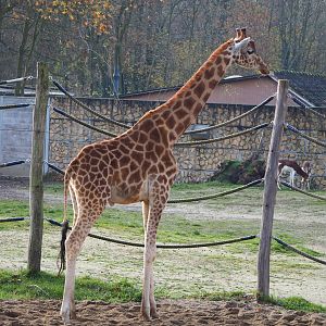 Kordofan giraffe (Giraffa camelopardalis antiquorum), 2021-11-23