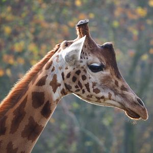 Kordofan giraffe (Giraffa camelopardalis antiquorum), 2021-11-23