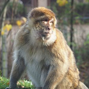 Barbary macaque (Macaca sylvanus), 2021-11-23
