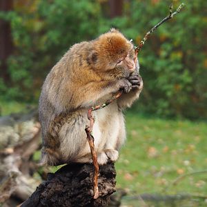 Barbary macaque (Macaca sylvanus), 2021-11-23
