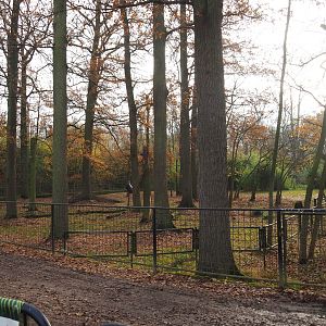 Mountain bongo and Kirk's dik-dik paddock in fall colors, 2021-11-23