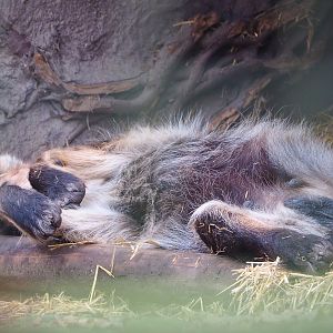 Spotted hyena (Crocuta crocuta), 2021-11-23