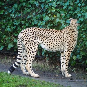 Sudan cheetah (Acinonyx jubatus soemmeringii), 2021-11-23
