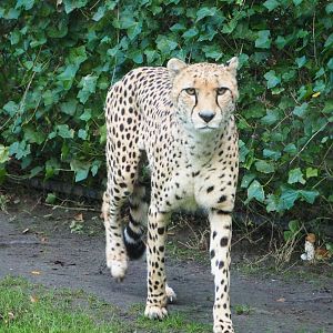 Sudan cheetah (Acinonyx jubatus soemmeringii), 2021-11-23