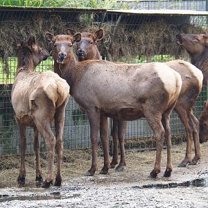 Rocky Mountain wapitis (Cervus canadensis nelsoni), 2021-11-23
