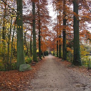 Walkway with old beech trees in fall colors, 2021-11-23