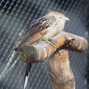 Guira cuckoo (Guira guira), 2021-11-23
