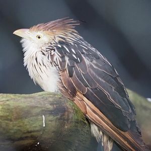Guira cuckoo (Guira guira), 2021-11-23