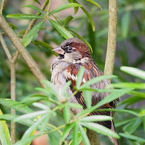 Wild Male House sparrow (Passer domesticus), 2021-11-23