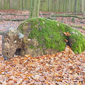 Bison statue, 2021-11-23