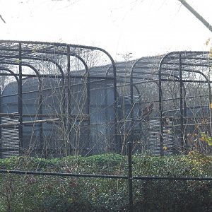 Off-show breeding aviaries for Cinereous vultures, 2021-11-23