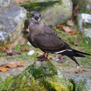 Juvenile Inca tern (Larosterna inca), 2021-11-23