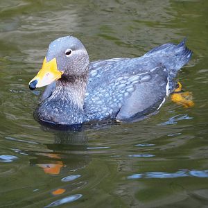 Magellanic flightless steamer duck (Tachyeres pteneres), 2021-11-23