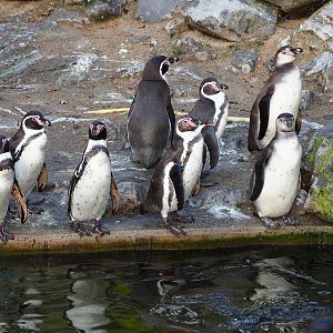 Humboldt penguins (Spheniscus humboldti), 2021-11-23