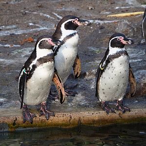 Humboldt penguins (Spheniscus humboldti), 2021-11-23