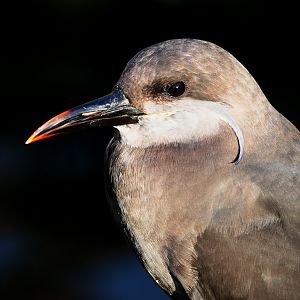 Subadult Inca tern (Larosterna inca), 2021-11-23