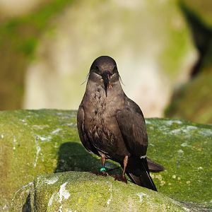 Subadult Inca tern (Larosterna inca), 2021-11-23