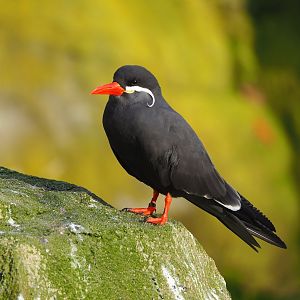 Inca tern (Larosterna inca), 2021-11-23