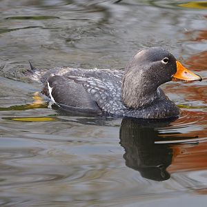 Magellanic flightless steamer duck (Tachyeres pteneres), 2021-11-23