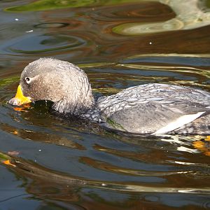 Magellanic flightless steamer duck (Tachyeres pteneres), 2021-11-23