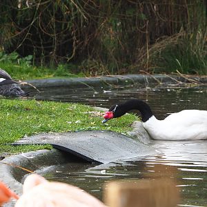 Magellanic flightless steamer duck (Tachyeres pteneres) and Black-necked swan (Cygnus melancoryphus), 2021-11-23